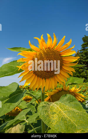 Girasoli in fiore sulle praterie vicino Winkler, Manitoba, Canada. Foto Stock