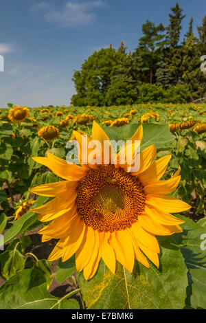 Girasoli in fiore sulle praterie vicino Winkler, Manitoba, Canada. Foto Stock