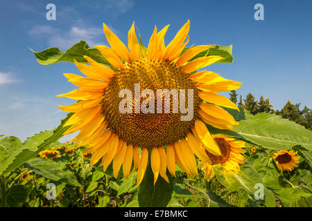 Girasoli in fiore sulle praterie vicino Winkler, Manitoba, Canada. Foto Stock