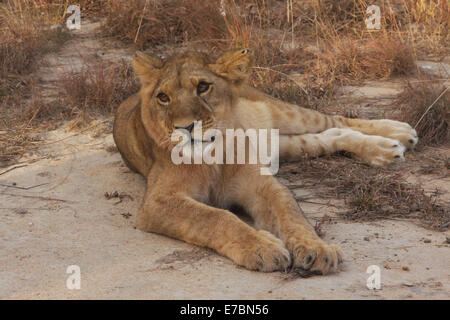 Lion Panthera leo. Il leoncello poggiante su una roccia Foto Stock