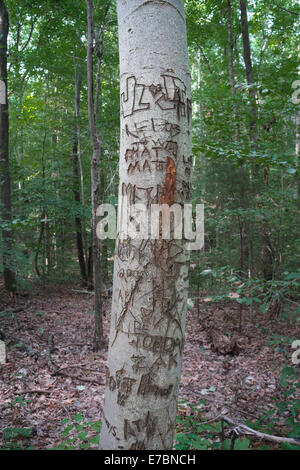 Nomi e simboli scolpiti in una struttura ad albero Foto Stock