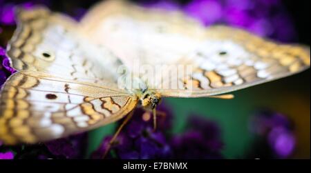 White Peacock Anartia Jatrophae Foto Stock