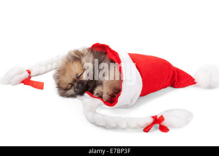 Adorabile cucciolo di Pomerania in Santa hat isolati su sfondo bianco Foto Stock