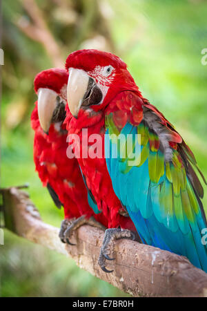 Una coppia di colore rosso e verde Macaws Foto Stock