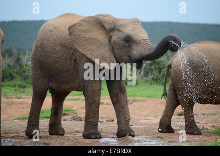 I giovani dell' elefante africano in Addo Elephant Park, Sud Africa, spruzzi di acqua Foto Stock