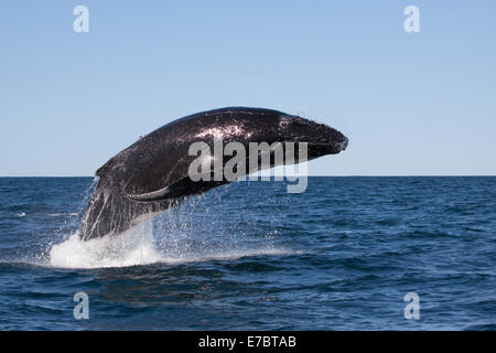 Giovani Humpback Whale (Megaptera novaeangliae) violare, saltando in Byron Bay, Nuovo balene del Sud, Australia Foto Stock