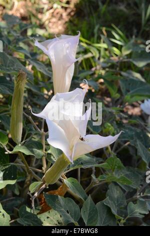 Datura sacro impianto visto nel sud-ovest della New Mexico - USA Foto Stock