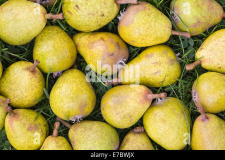 Pyrus elaeagnifolia var kotschyana. Frutti caduti di pianto Silver Pear Tree. Foto Stock