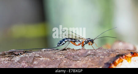 Rhyssa persuasoria, Sabre Wasp Foto Stock