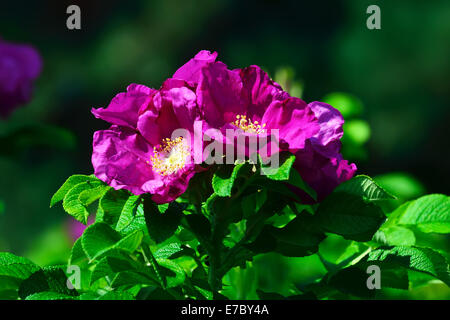 Fioritura di rosa canina selvatica closeup Foto Stock