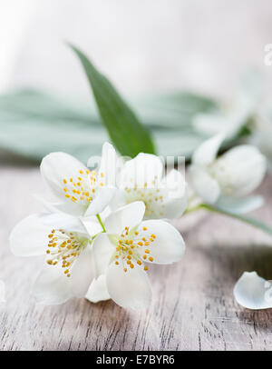 Fiori di gelsomino su sfondo di legno, closeup, il fuoco selettivo Foto Stock