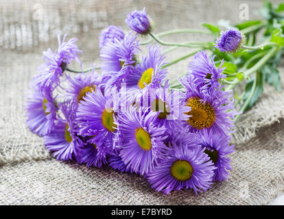 Magenta aestri fiori su sfondo rustico, il fuoco selettivo Foto Stock