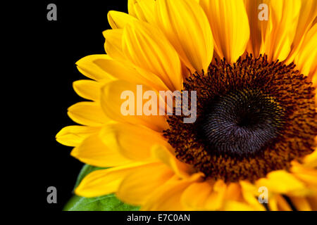 Sun Flower closeup Foto Stock