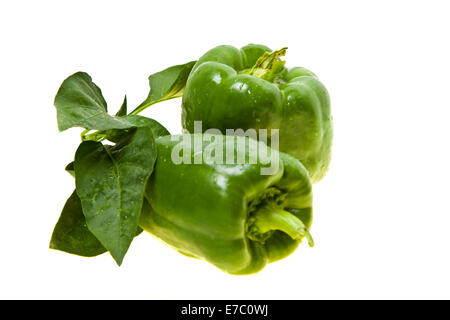 Il pepe verde isolato in backgorund bianco Foto Stock