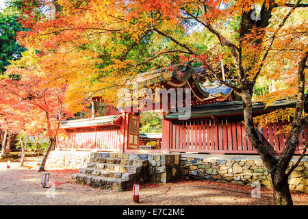 Rosse foglie di acero in autunno per adv o altri usi Foto Stock