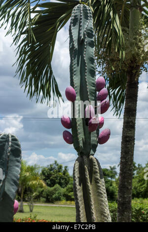 Hedge cactus con frutta, vicino a Trinidad, Cuba Foto Stock