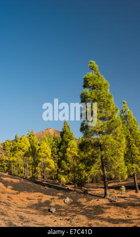 Alberi di pino e fioritura menta su non consolidate i depositi di scorie, con cono vulcanico di Pico Birigoyo in background Foto Stock