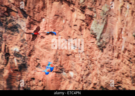 Flying scarlet macaws - scarlet macaws tenuto all'aria, essi vivono in un gigantesco foro dissipatore di conservare le uova al sicuro dai predatori Foto Stock