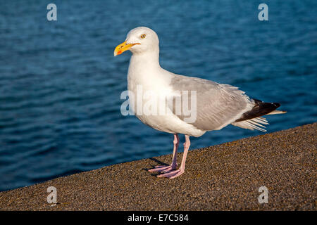 Close up di aringhe gabbiano, Larus argentatus, in piedi sul muro con il mare alle spalle, Paignton, Devon, Inghilterra Foto Stock