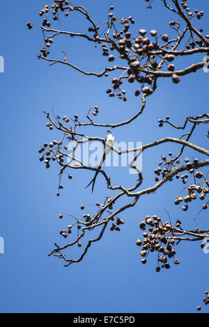 Un uccello nel tree - Lunga coda di uccello seduto sul ramo di albero Foto Stock