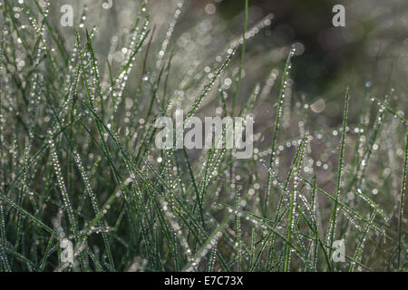 Fortemente goccia di rugiada sul terreno paludoso di graminacee. Foto Stock