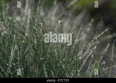 Fortemente goccia di rugiada sul terreno paludoso di graminacee. Foto Stock