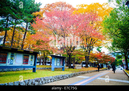 NARA, Giappone - Nov 21: Visitatori feed cervi selvatici il 21 aprile 2013 a Nara, Giappone. Nara è un importante destinazione turistica in Giappone - f Foto Stock