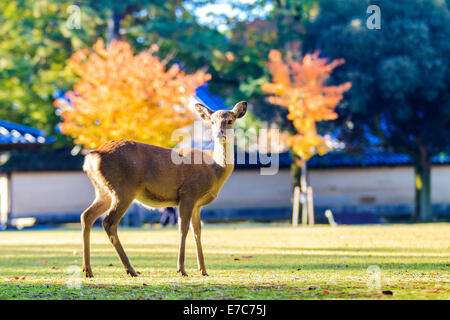 NARA, Giappone - Nov 21: Visitatori feed cervi selvatici il 21 aprile 2013 a Nara, Giappone. Nara è un importante destinazione turistica in Giappone - f Foto Stock