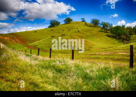 Verdi colline di un ranch fuori di Fresno, California sulla luminosa giornata di primavera. Foto Stock