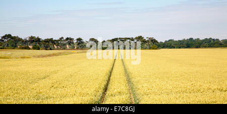 Due linee rette creato da veicoli che attraversano il campo dei seminativi con cereali, Hollesley, Suffolk, Inghilterra Foto Stock