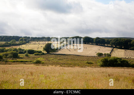 Le balle di paglia in campi arabili paesaggio agricolo Dartmoor National Park, vicino Postbridge, Devon, Inghilterra Foto Stock