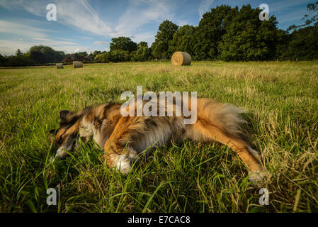 Border Collie addormentato in un campo Foto Stock