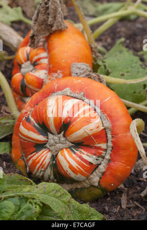 Turk il turbante, zucca zucca o Campi da Squash (Cucurbita maxima). Coltivate frutti ornamentali, o 'vegetables' ancora attaccato alla pianta Foto Stock