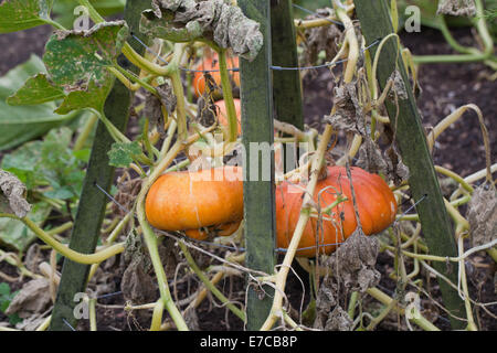 Turk il turbante, zucca zucca o Campi da Squash (Cucurbita maxima). Coltivate frutti ornamentali, o 'vegetables'. Crescita su e suppo Foto Stock