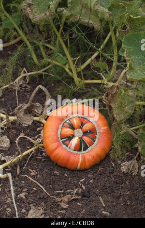 Turk il turbante, zucca zucca o Campi da Squash (Cucurbita maxima). Coltivate frutti ornamentali, o 'vegetables'. Foto Stock