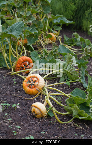 Turk il turbante, zucca zucca o Campi da Squash (Cucurbita maxima). Coltivate frutti ornamentali, o 'vegetables'. Attaccata alla pianta. Foto Stock