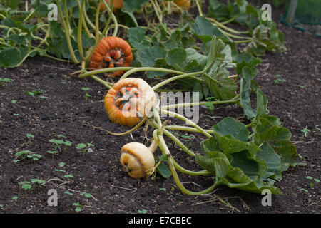 Turk il turbante, zucca zucca o Campi da Squash (Cucurbita maxima). Coltivate frutti ornamentali, 'vegetables'. Ancora attaccato alla pianta. Foto Stock