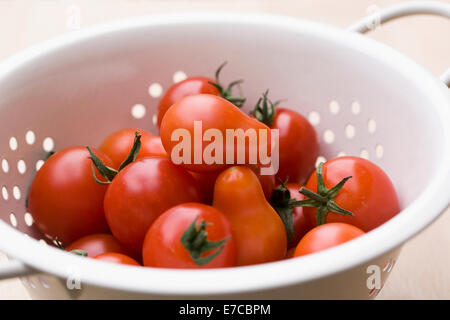 Lycopersicon esculentum. Colapasta di appena raccolto di pomodori. Foto Stock