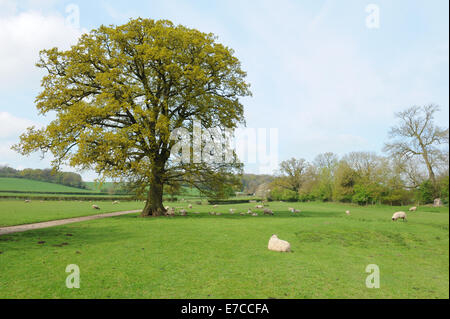 Le pecore e gli agnelli di pascolo da un inglese di quercia in una fattoria vicino al villaggio di Warwickshire di Wooton Wawen nelle Midlands, England, Regno Unito Foto Stock