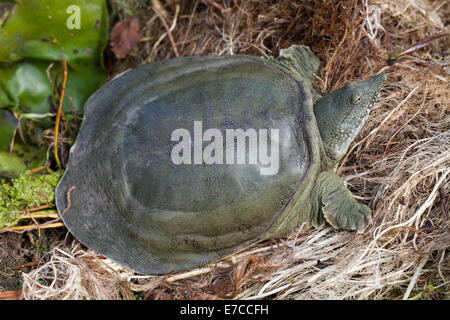 Chinese Softshell Turtle (Pelodiscus sinensis). Sulla terra. Foto Stock