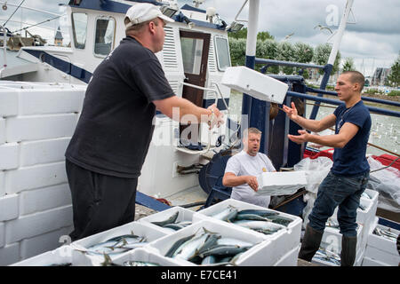 Pesce fresco di essere sbarcati e pesato sulla banchina a Trouville Sur Mer, Francia del nord Europa Foto Stock