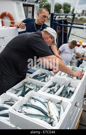 Pesce fresco di essere sbarcati e pesato sulla banchina a Trouville Sur Mer, Francia del nord Europa Foto Stock