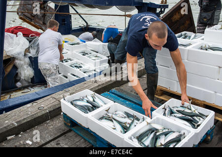 Pesce fresco di essere sbarcati e pesato sulla banchina a Trouville Sur Mer, Francia del nord Europa Foto Stock