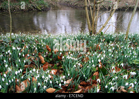 Snowdrops crescente accanto al fiume Wylye vicino a Codford nel Wiltshire, Inghilterra. Foto Stock