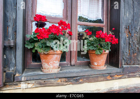 Pelargonio rosso - geranio in due pentole sulla soglia della finestra, cottage rurale Boemia, Repubblica Ceca terracotta pentola Foto Stock