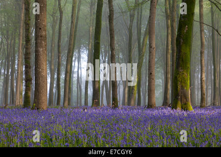 Bluebells e faggi in una nebbiosa mattina in legno Grovely, vicino a Wilton nel Wiltshire, Inghilterra. Foto Stock