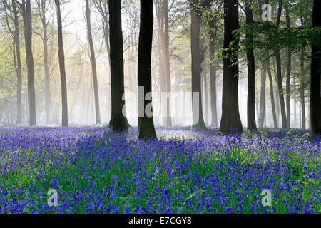 Bluebells e faggi in una nebbiosa mattina in legno Grovely, vicino a Wilton nel Wiltshire, Inghilterra. Foto Stock