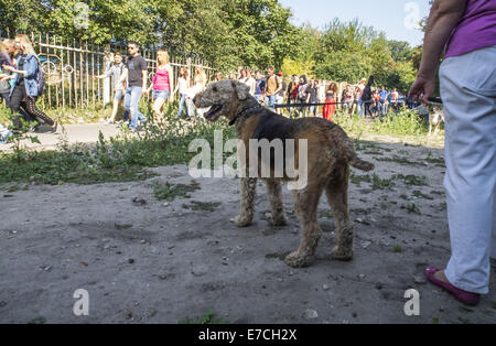 Sett. 13, 2014 - La gente vestita come uno zombie parate su una strada durante uno zombie a piedi -- a Kiev ha superato la folla di walking dead. Uno dei requisiti principali della parata è stata, ''andiamo a mangiare cervello, ma riserva il fango! © Igor Golovniov/ZUMA filo/Alamy Live News Foto Stock