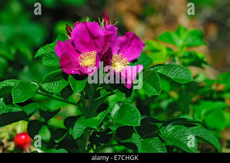 Fioritura di rosa canina selvatica Foto Stock