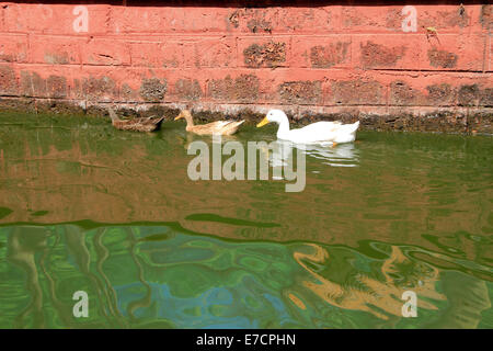 Tre anatre di marrone, rosa e bianco piume galleggiante sull'acqua Foto Stock